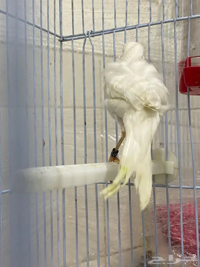 كناري مفتل 2