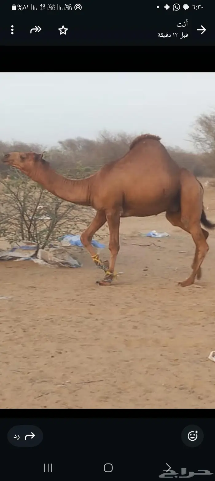 قعود ساحلي 0