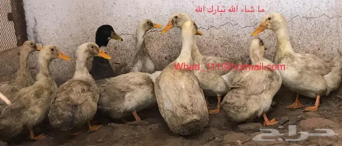 بط بكين وشرشيري 10 حبات عنيزة 4