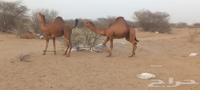 قعود ساحلي 1