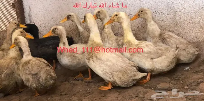 بط بكين وشرشيري 10 حبات عنيزة 5