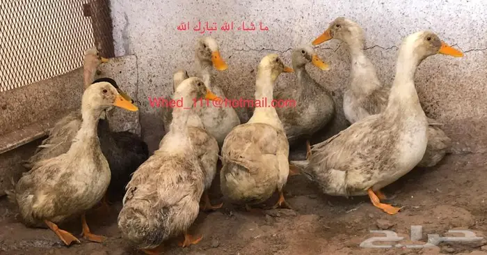 بط بكين وشرشيري 10 حبات عنيزة 3