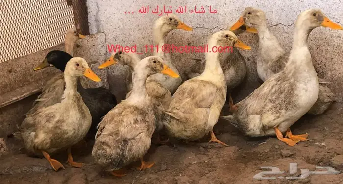 بط بكين وشرشيري 10 حبات عنيزة 0