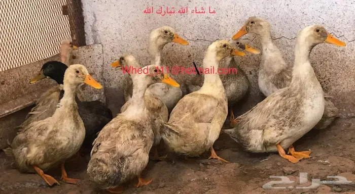 بط بكين وشرشيري 10 حبات عنيزة 1