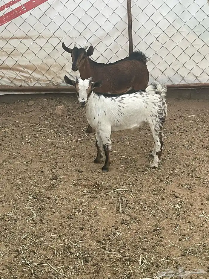 تيوس فل 1