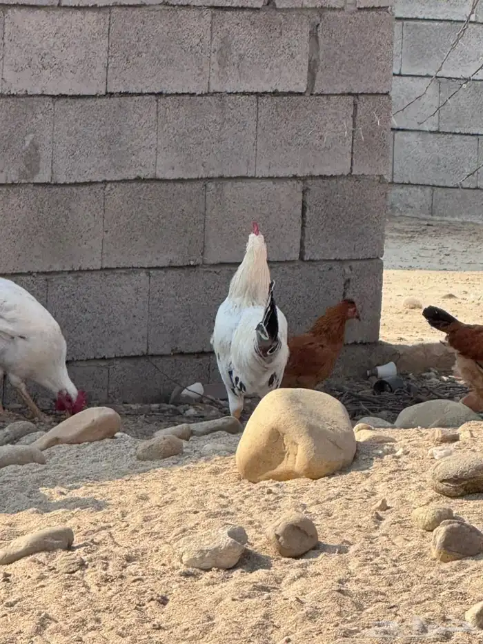 دجاج فرنسي للبيع 7