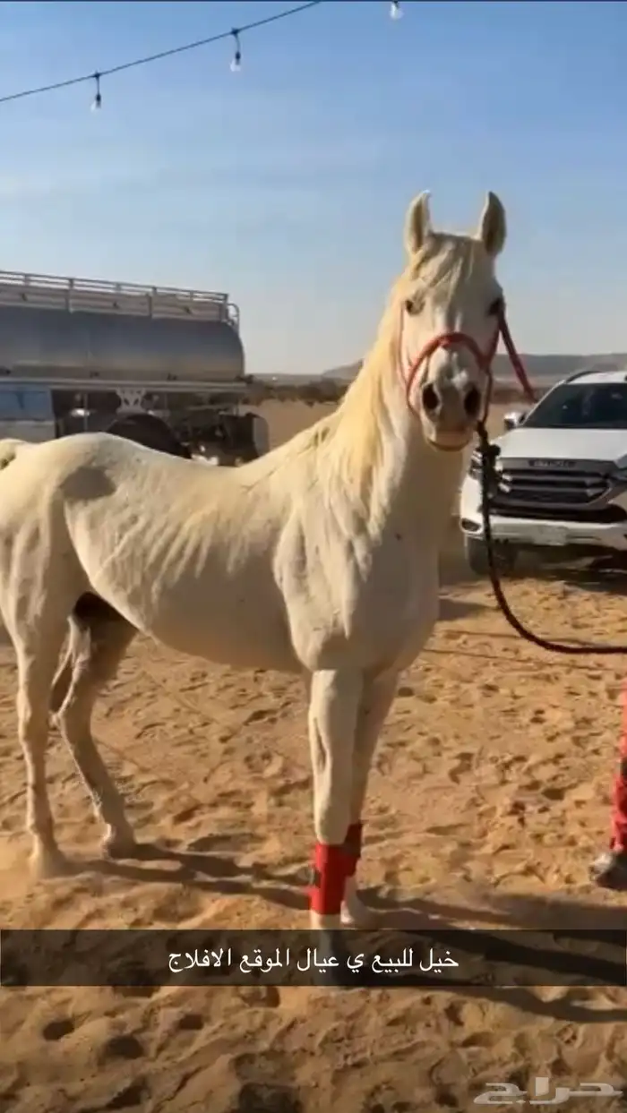 خيل شعبي العمر 5 سنوات حار و سبوق مسيوم ب 3000 3