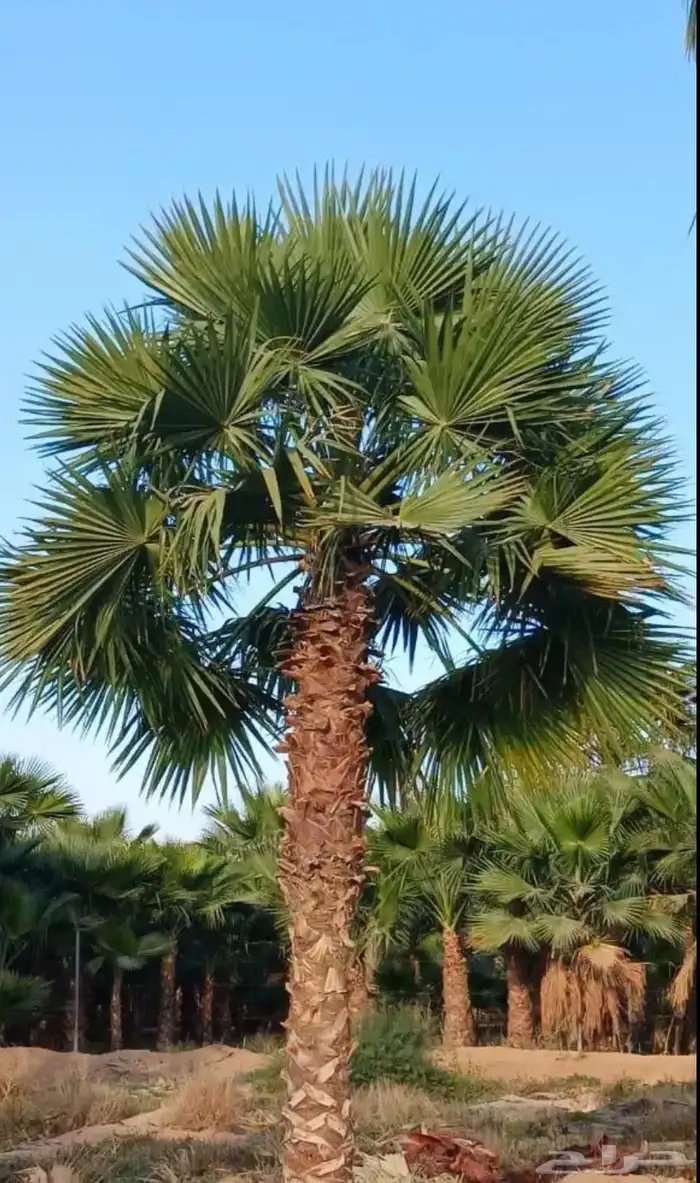 واشنطني نخيل   ابو مروحه 3