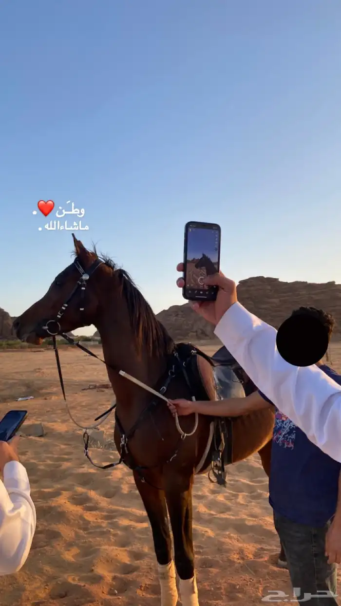 حصان واهو 0
