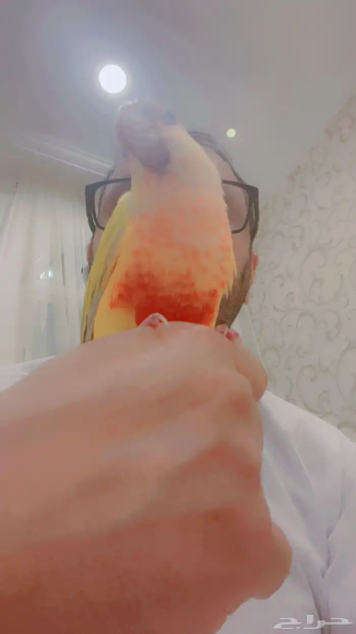 انثى كنيور صن شك 5