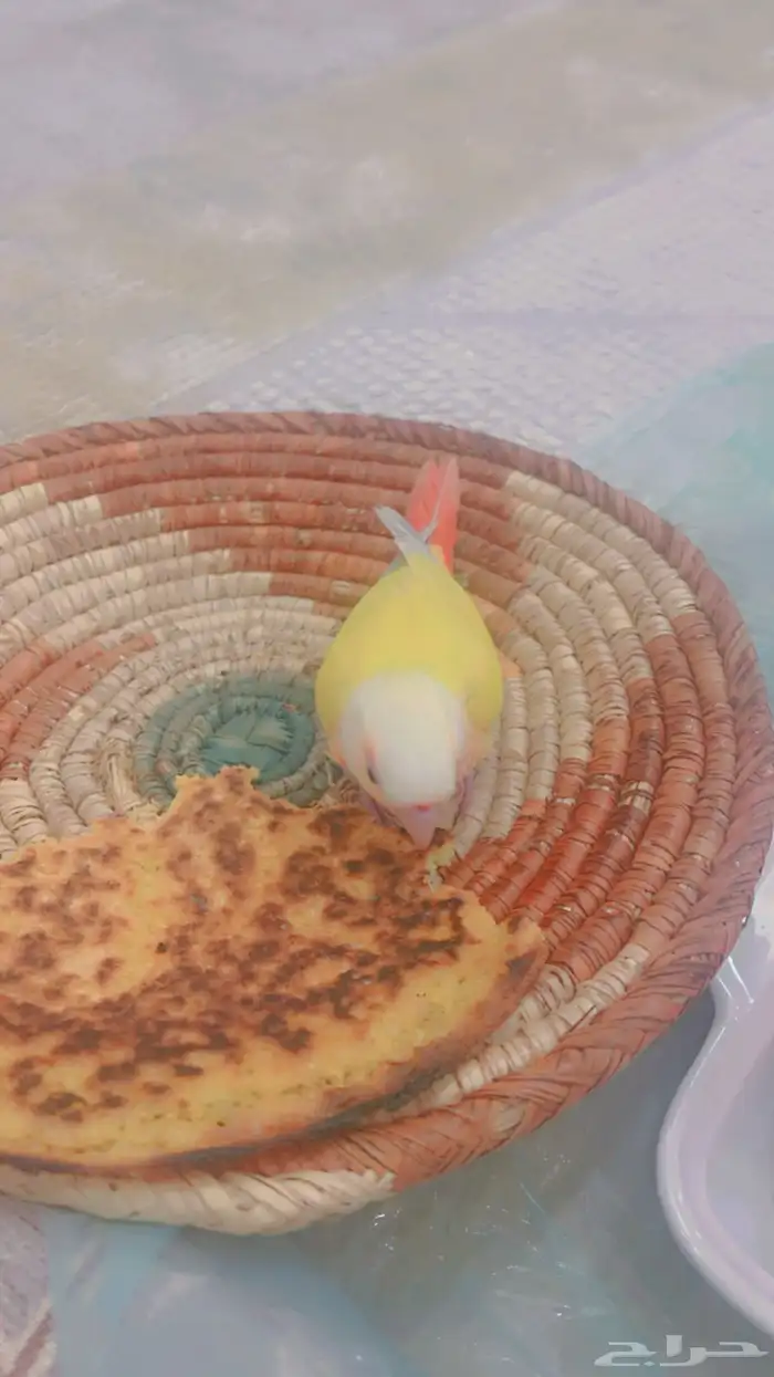 انثى كنيور صن شك 8