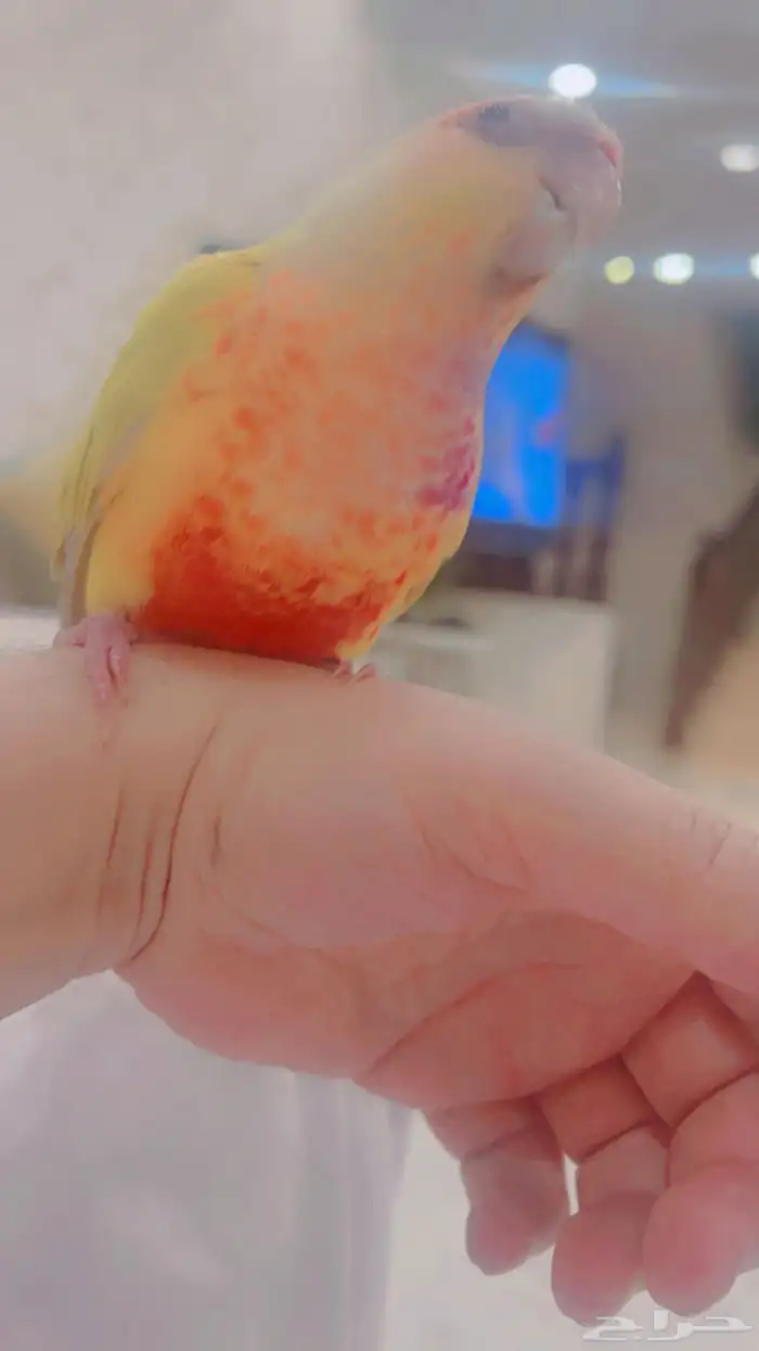 انثى كنيور صن شك 4