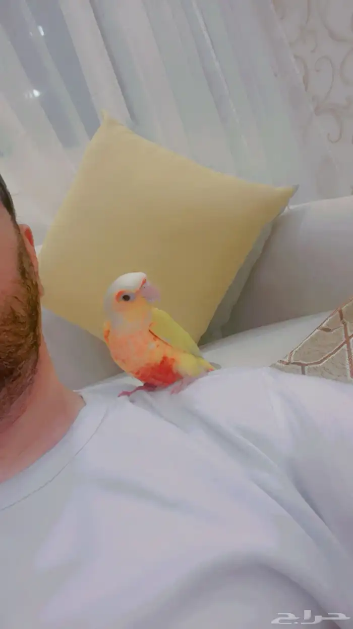 انثى كنيور صن شك 1