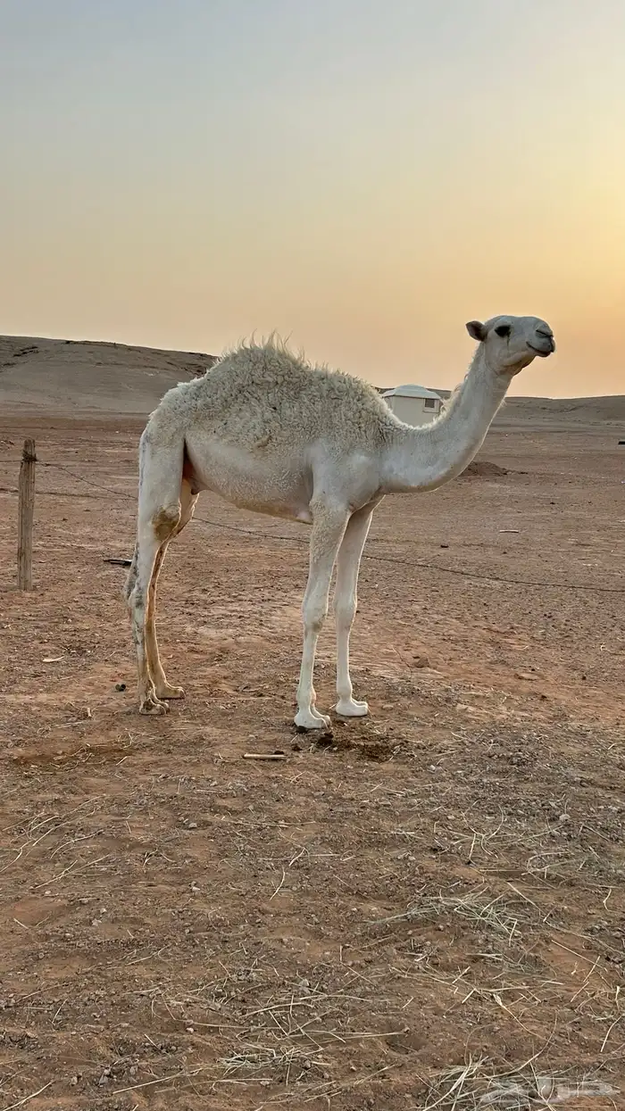حاشي للبيع 0