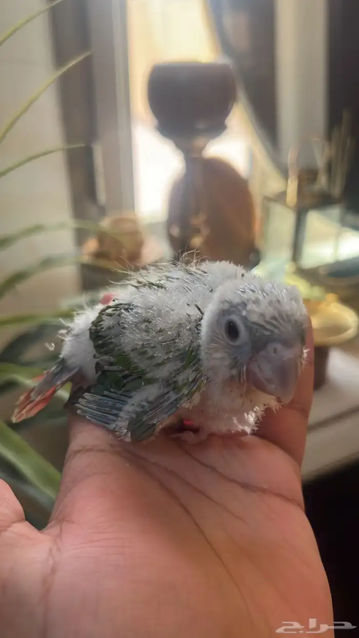 فرخ كنيور لون فاخر 4