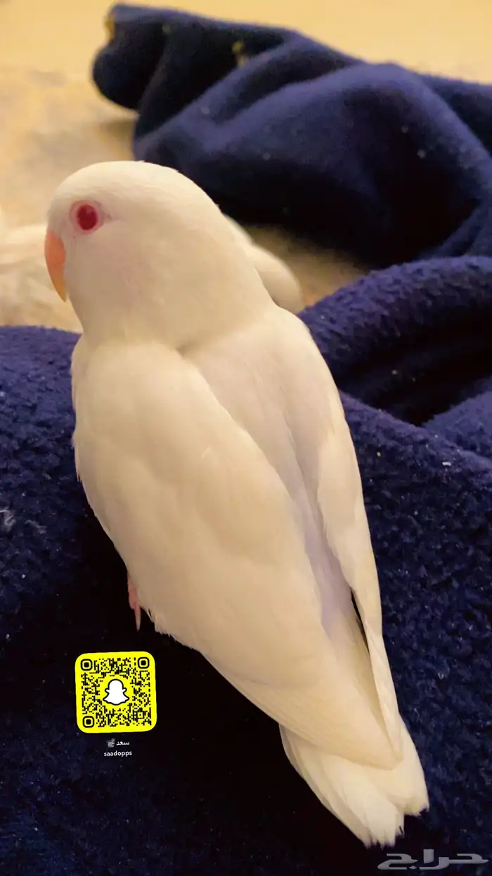 ببغاء روز طفره أليف جدا (تم البيع الله يبارك له بعدد ريشه) 0
