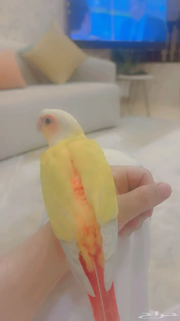 انثى كنيور صن شك 3