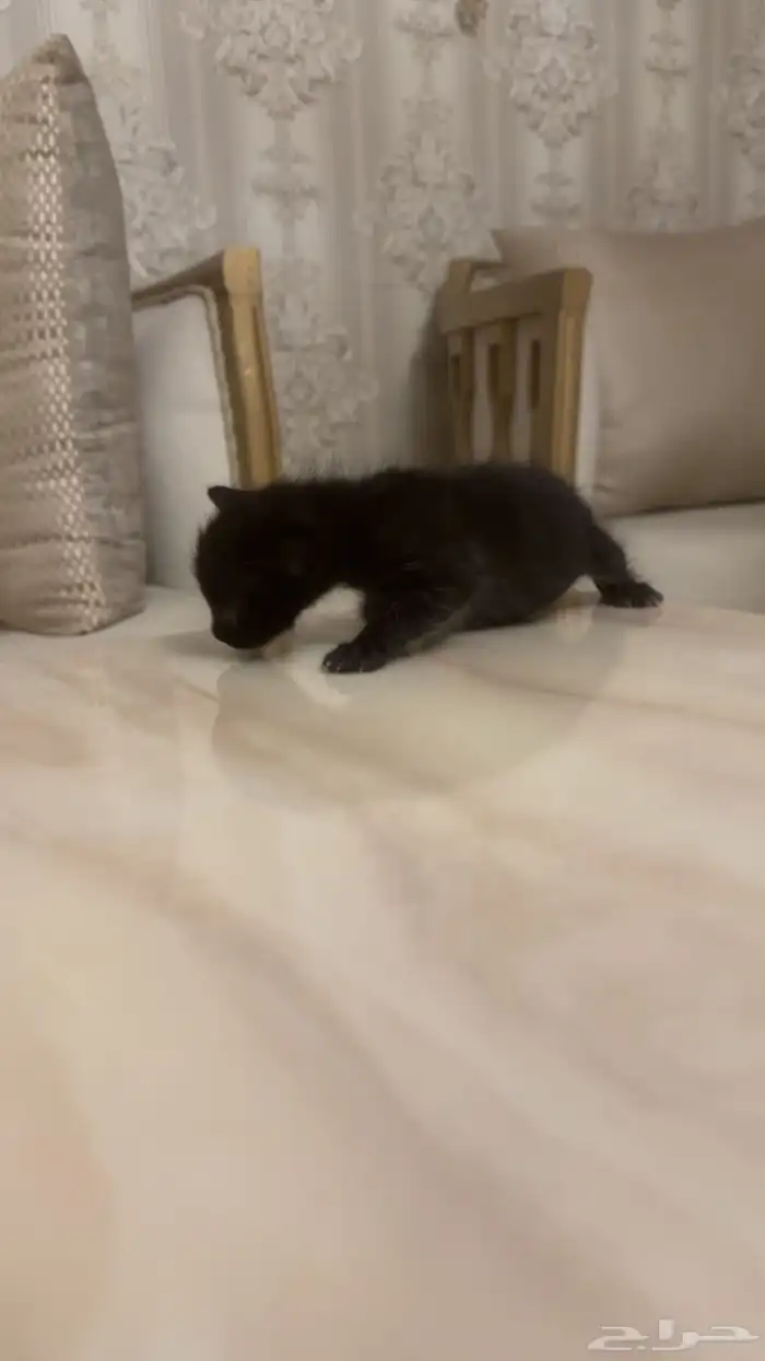 قط للتبني عاجل 2