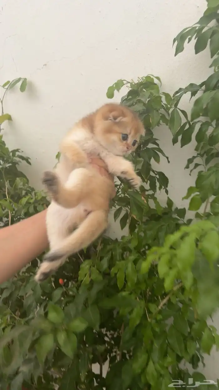 قطه سكوتش فولد ny25 (تم البيع) 0