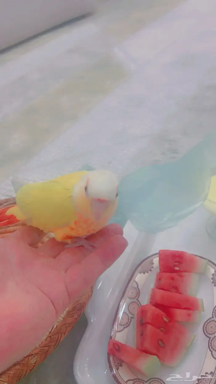 انثى كنيور صن شك 6