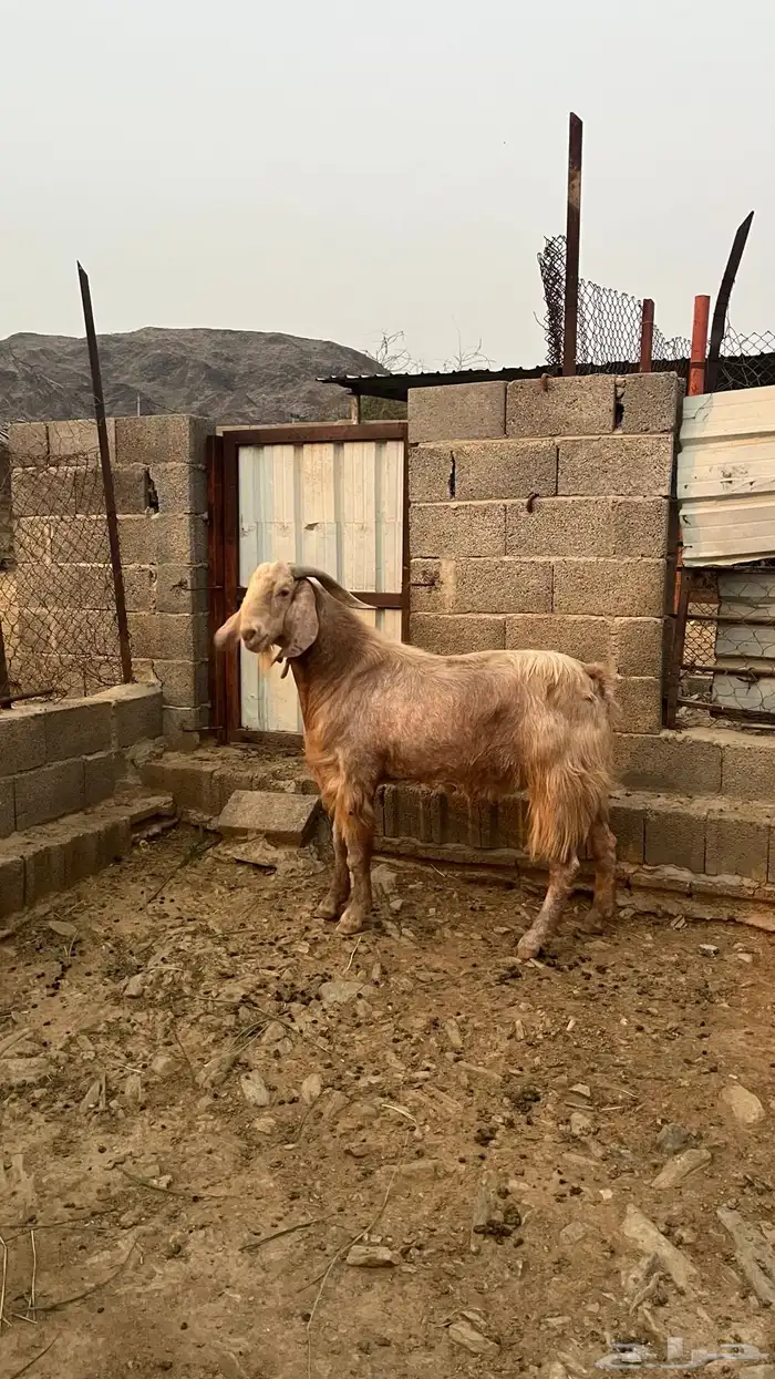 تيس فحل جبر 0