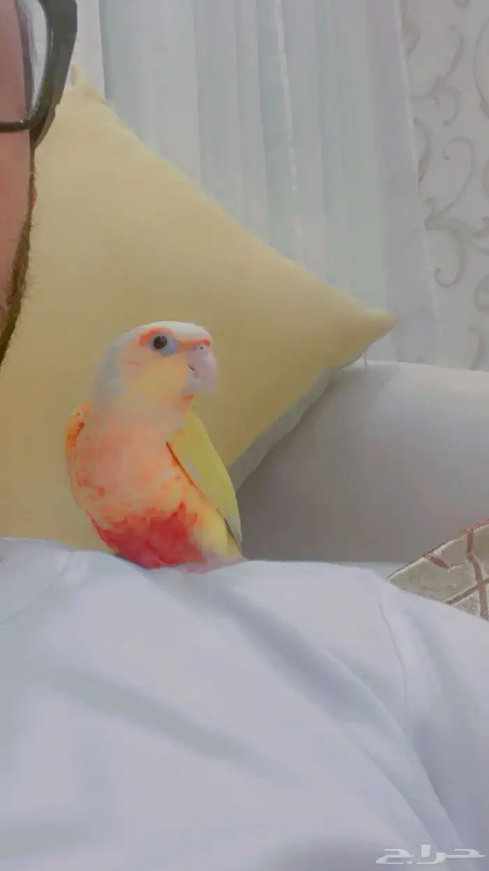 انثى كنيور صن شك 0