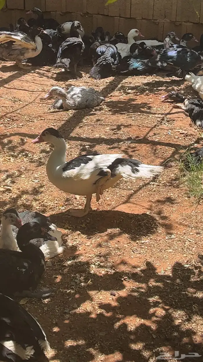 للبيع بط بح ذكور وناثي 0