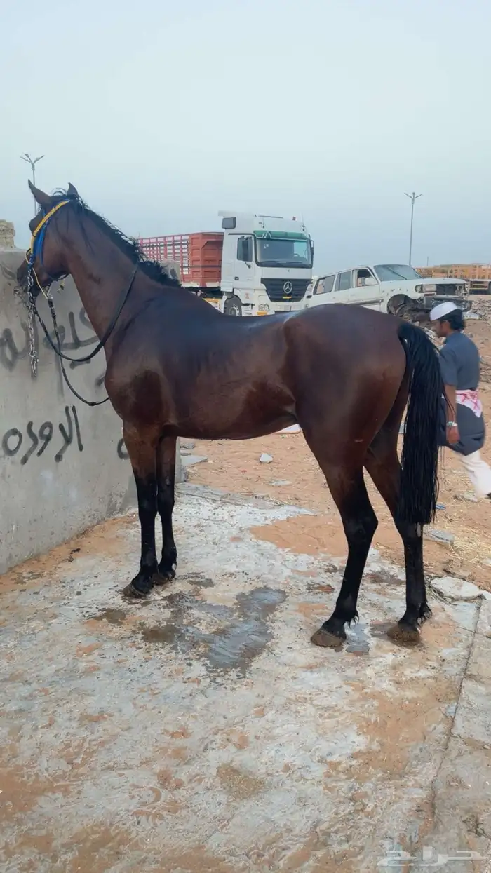 حصان شعبي العمر توه دخل 4 سنين حصان الطول 7 وربع حصان طبيب 14