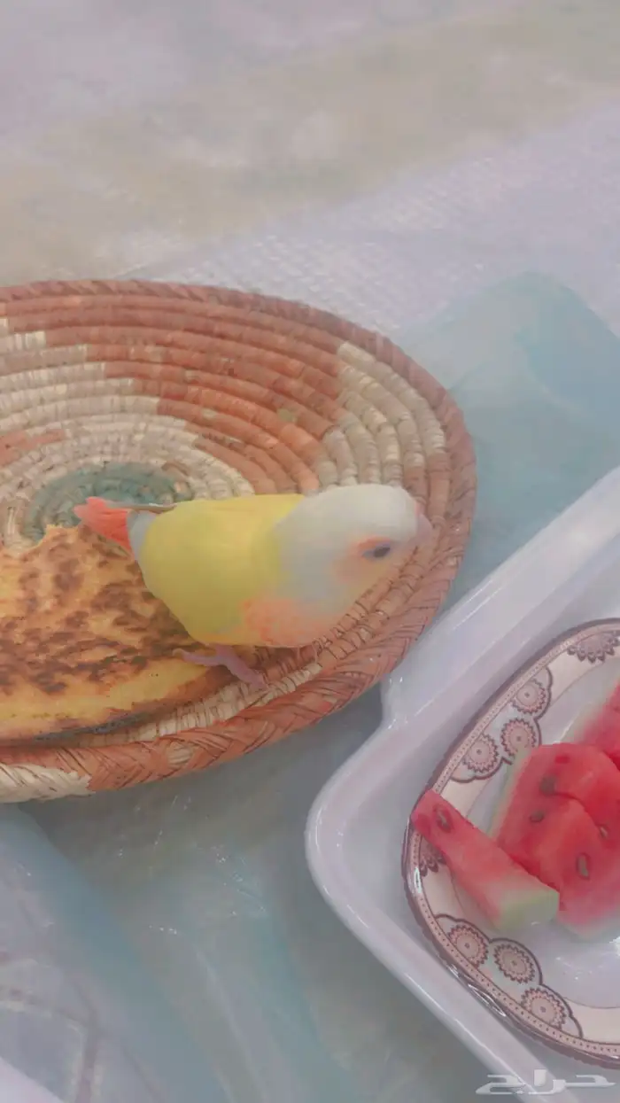 انثى كنيور صن شك 7