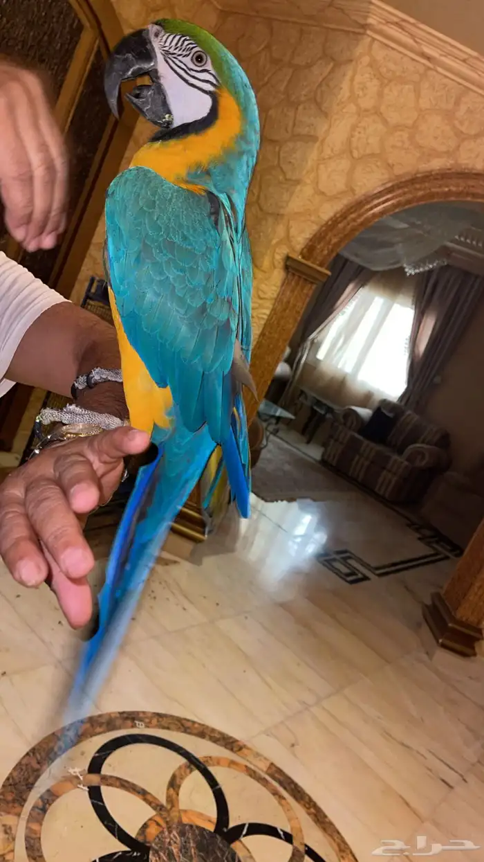 مكاو قولد اند 5