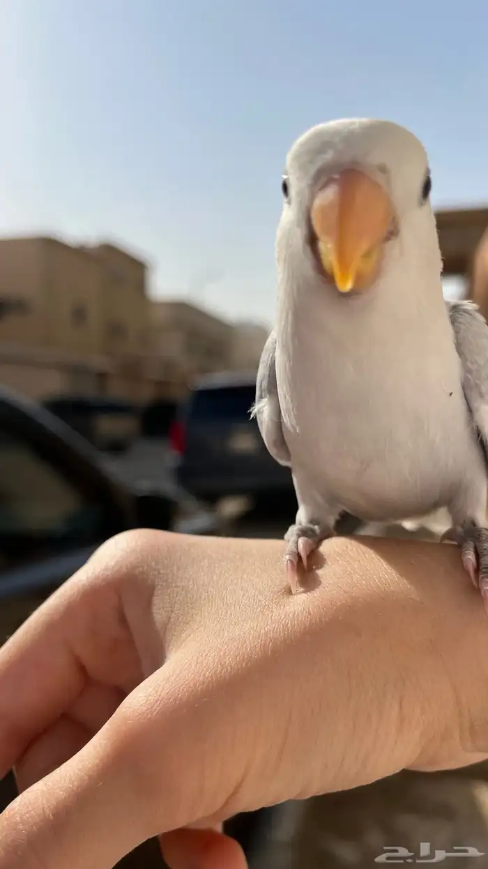 روز هدد مجنون أليف جاهز يفطم 2