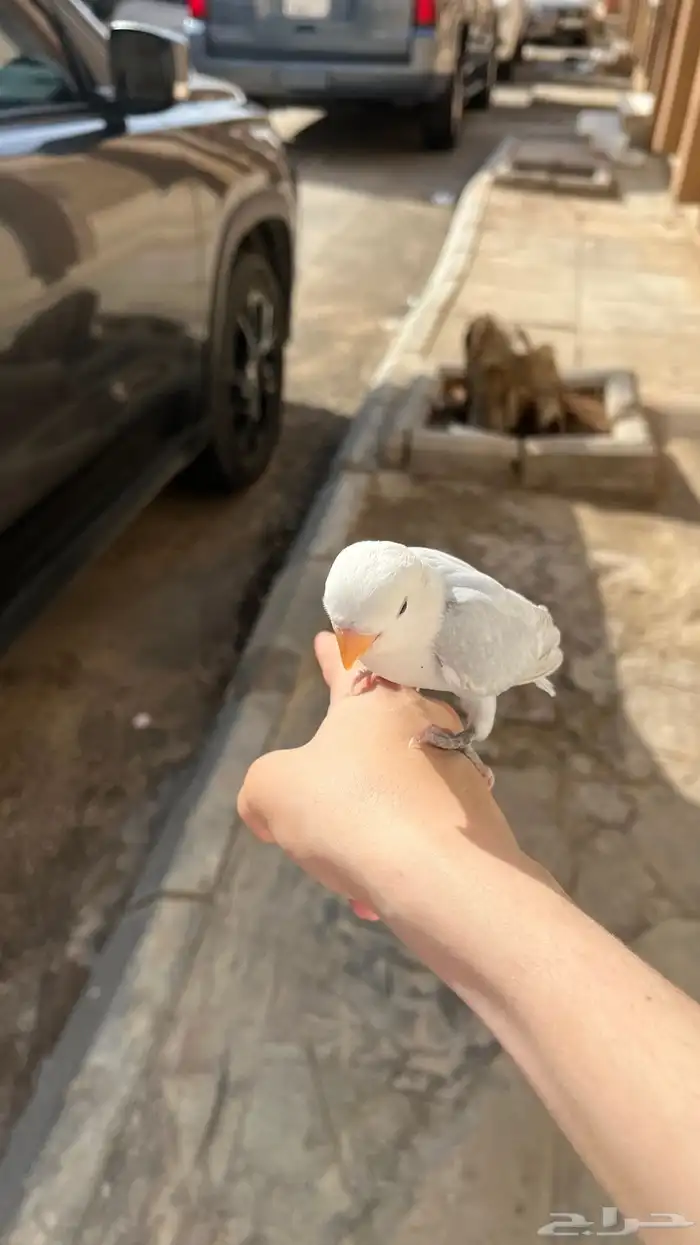 روز هدد مجنون أليف جاهز يفطم 1