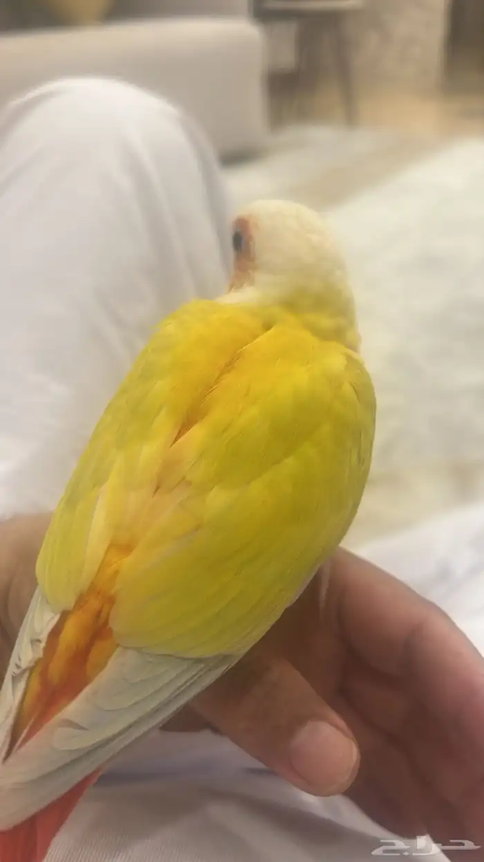 انثى كنيور صن شك 2