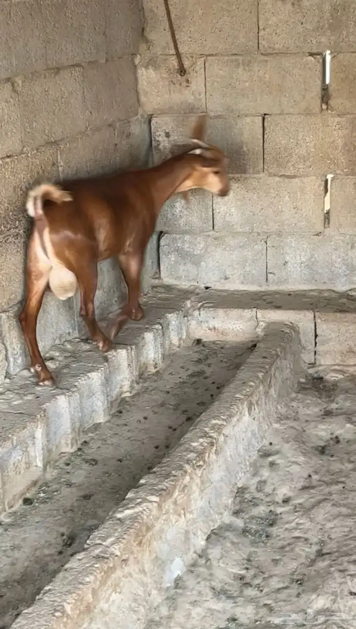 تيس ادهم سمين( تم البيع) 2