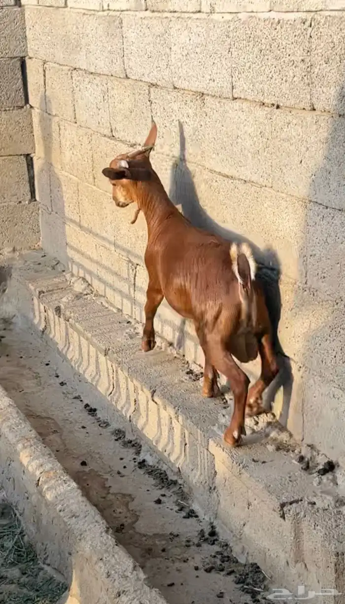 تيس ادهم سمين( تم البيع) 1