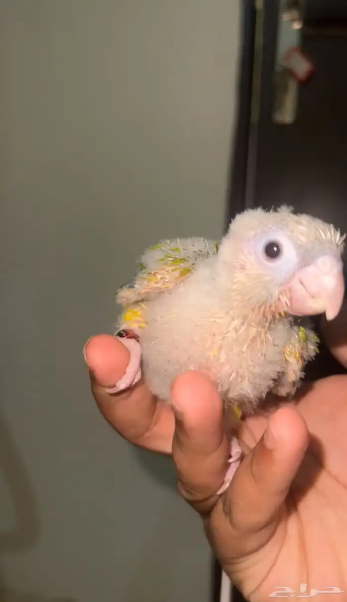 فرخ كنيور لون فاخر 2