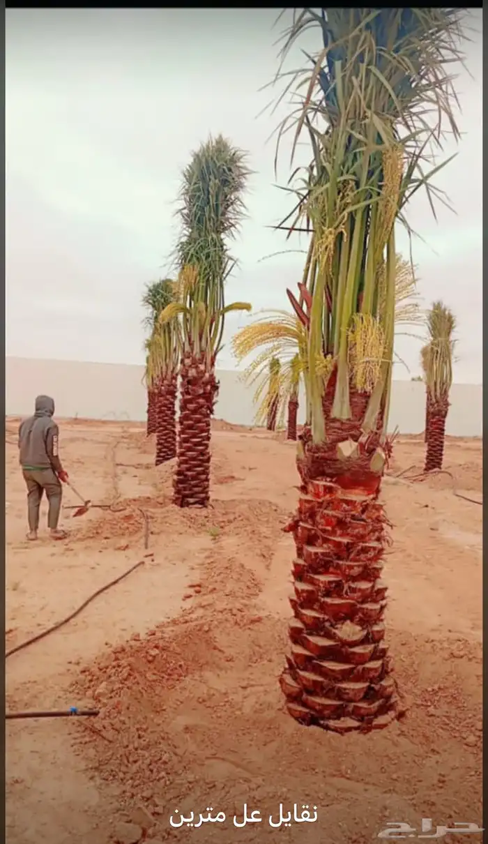 نخيل 6