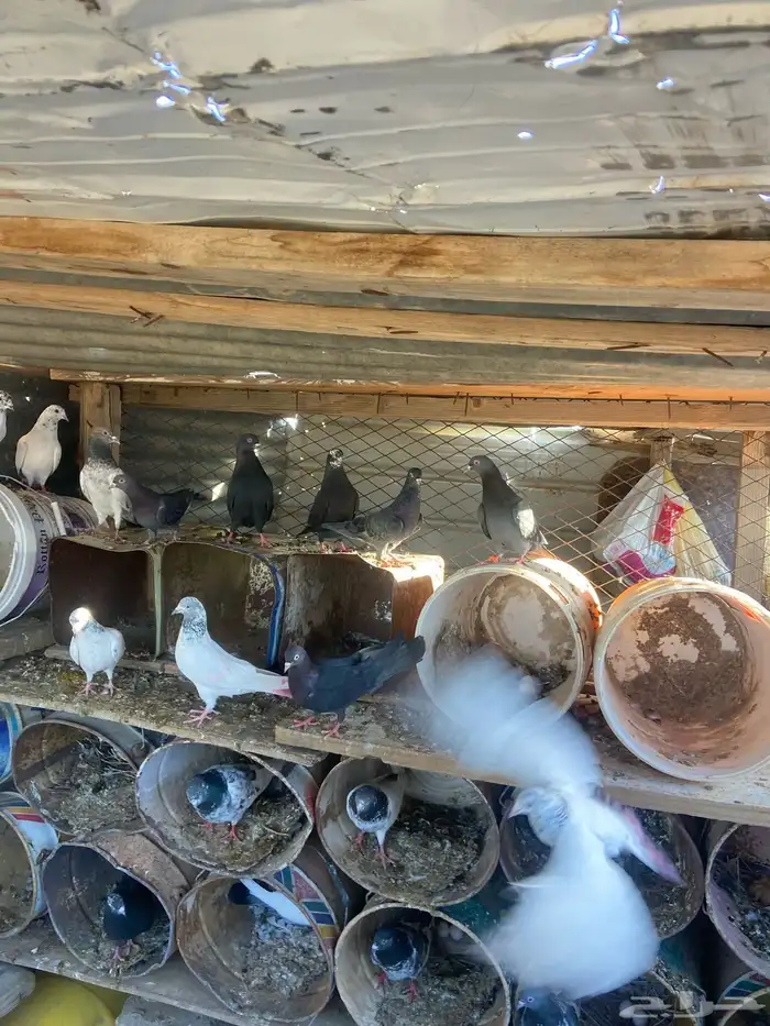 حمام في لوت و في قلابي العدد 8 2