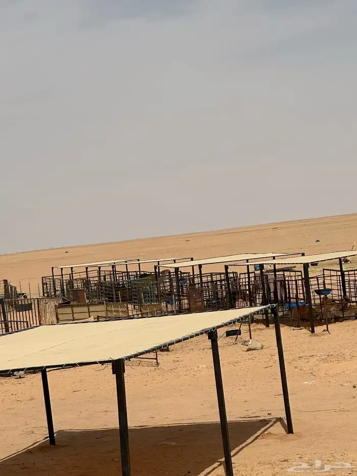 مضلات ابل جميع المقاسات 4