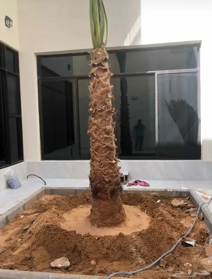 واشنطني نخيل   ابو مروحه 21