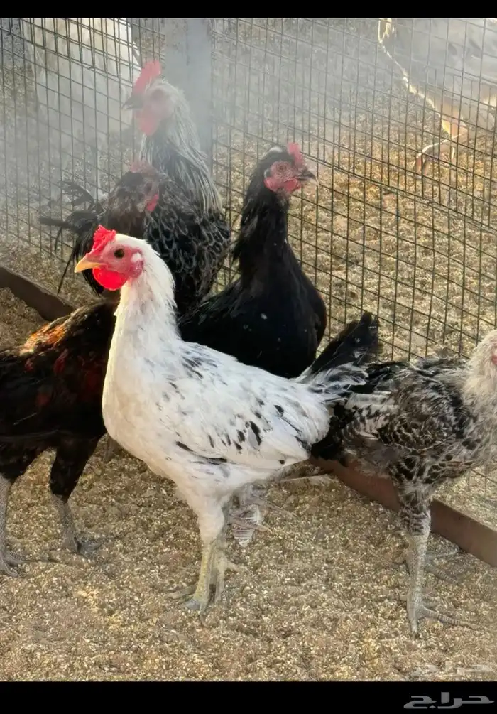 دجاج ودياكه 0