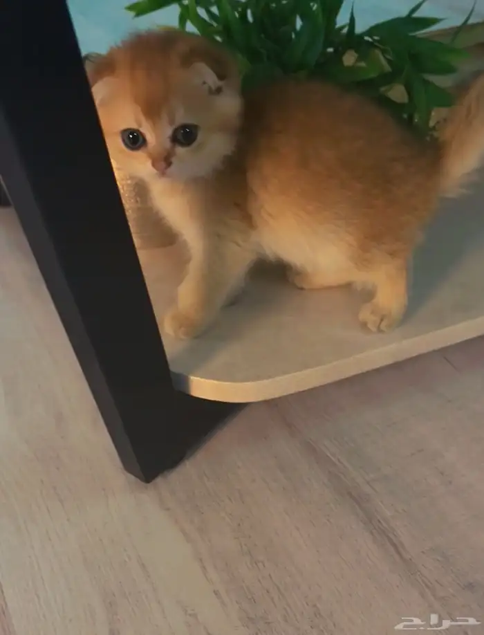 قطه سكوتش فولد ny25 (تم البيع) 2