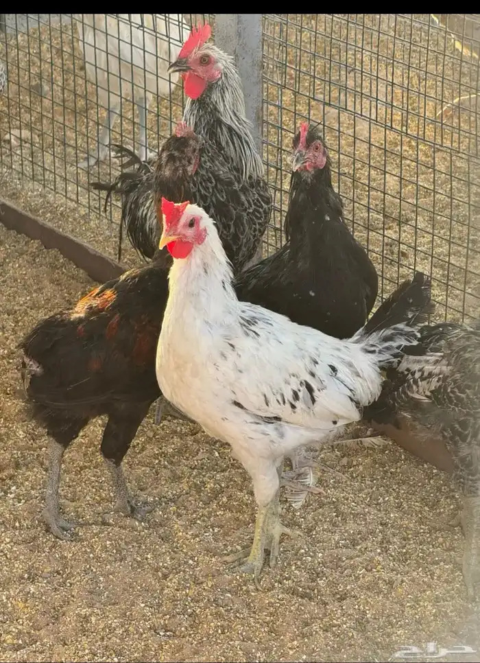 دجاج ودياكه 5