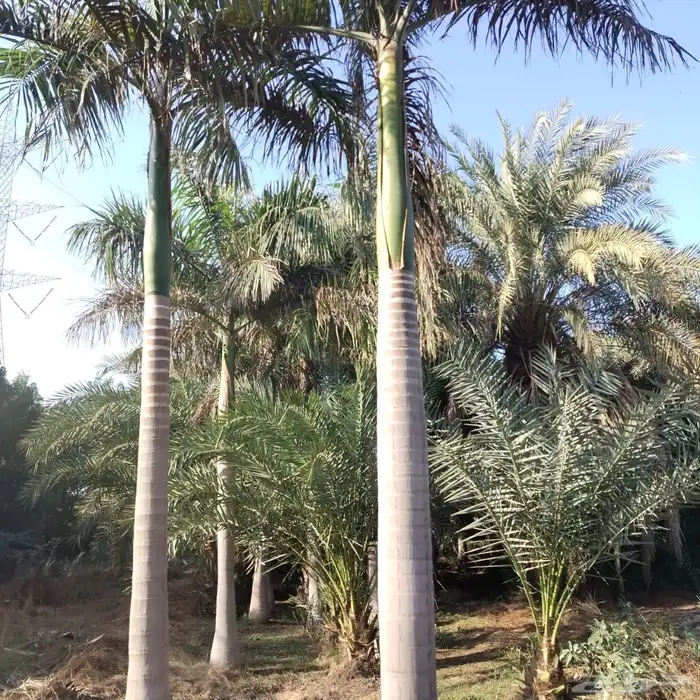 نخيل 10