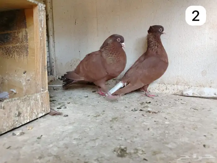 للبيع جوزين حمام قطيفي قلبي 3