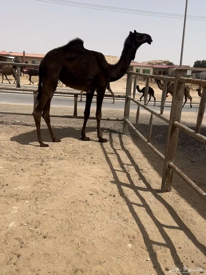 مفروده كفو 0