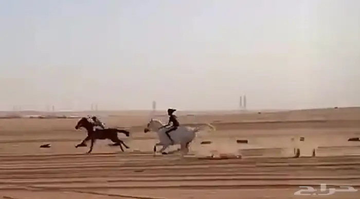 حصان شعبي العمر توه دخل 4 سنين حصان الطول 7 وربع حصان طبيب 10