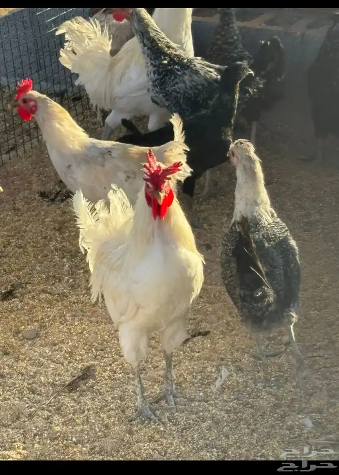 دجاج ودياكه 2