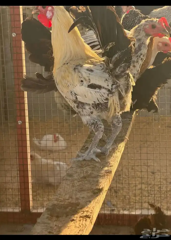 دجاج ودياكه 1