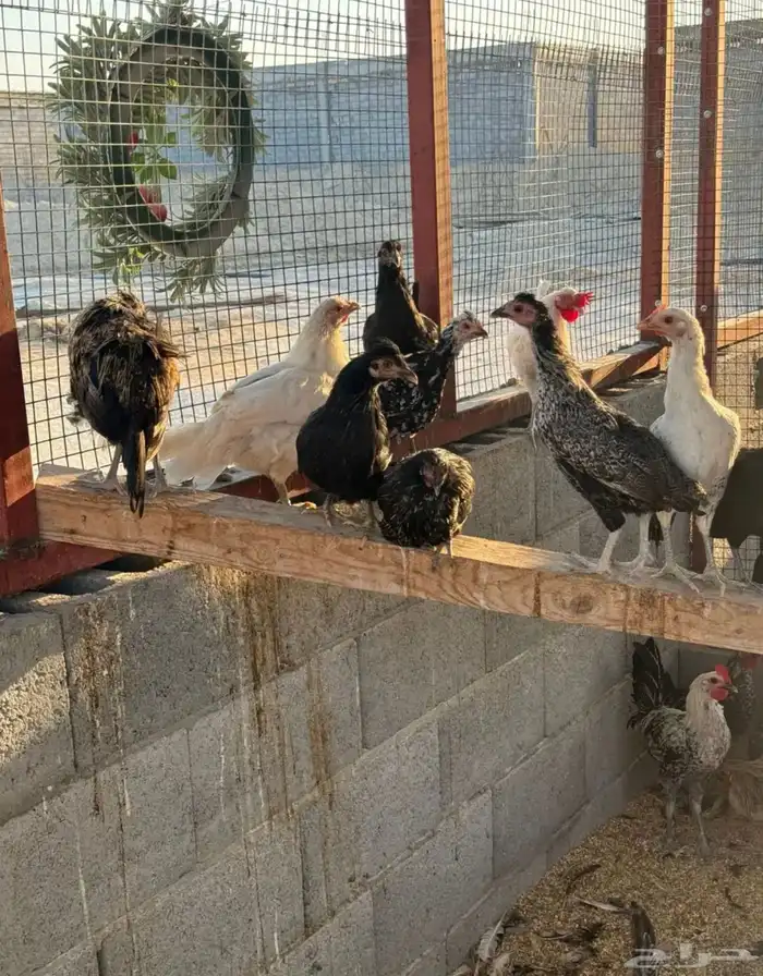 دجاج ودياكه 7